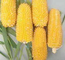 玉米视频下载成人网,揭秘成人网内容与下载技巧