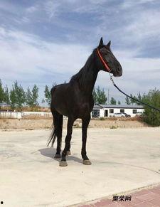 国标成人免马费视频,揭秘免费乘坐新政策